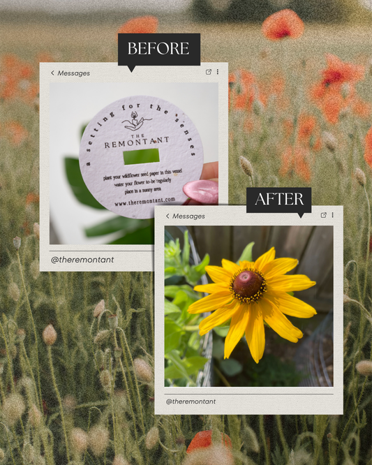How to Grow a Wildflower from Our Candle Dust Covers - STAFF TESTED